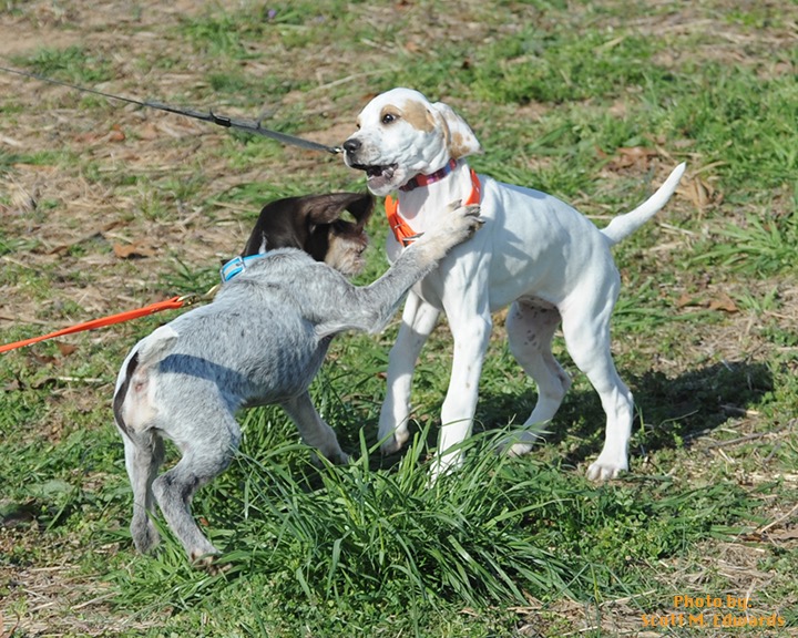 2PuppyPlay72DSC_8540