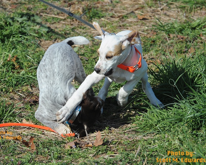 3PuppyPlay72DSC_8541