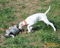 5PuppyPlay72DSC_8543