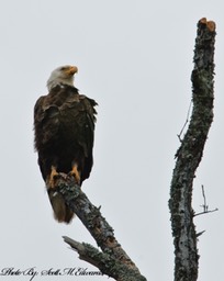 72Bald Eagle_5339 copy