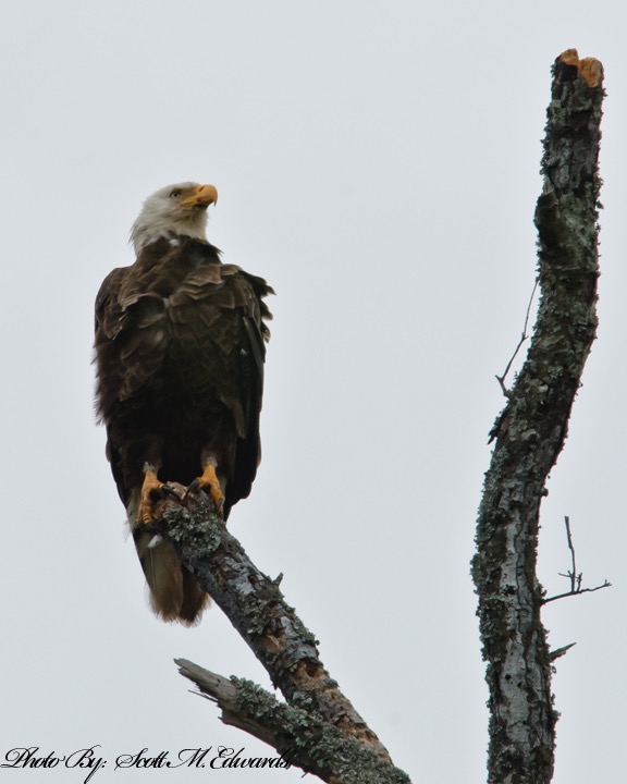 72Bald Eagle_5339 copy