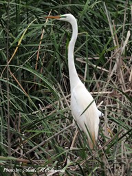 800GreatEgret_5228