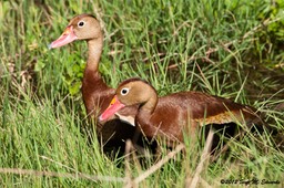 Black-bellied Whistling-Duck_7951