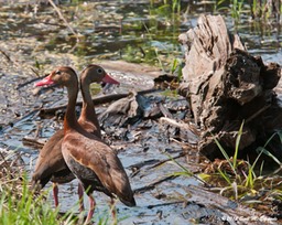 Black-bellied Whistling-Duck_8036