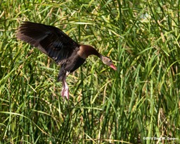 Black-bellied Whistling-Duck_8015