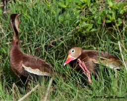 Black-bellied Whistling-Duck_7936