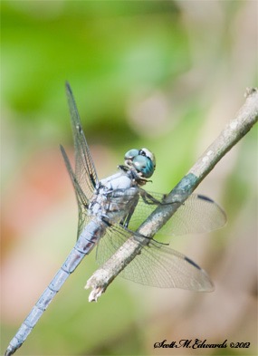 Blue Dragonfly