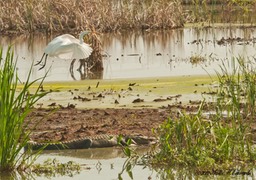 Egret over gator