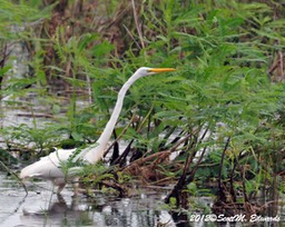 Egret_9049