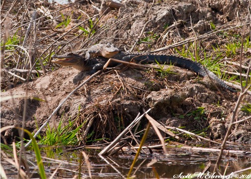 Gator Love