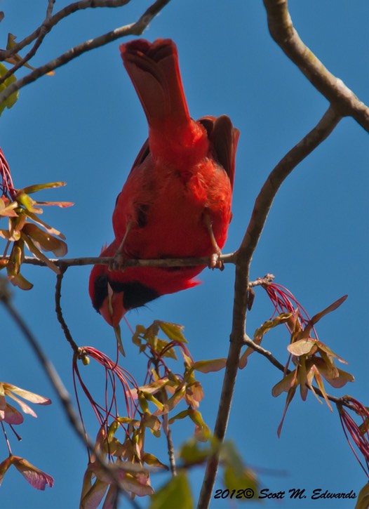 Male Cardinal