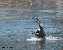 Pelican_Landing_7236