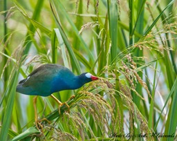 Purple_Gallinule_5353_810