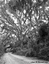 Road Under Moss