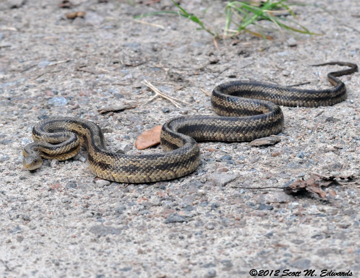 Yellow_Rat_Snake_9042