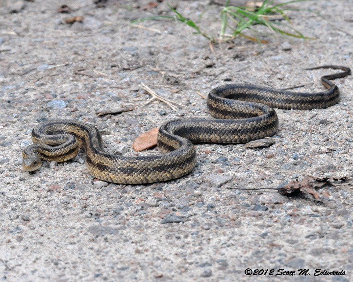 Yellow_Rat_Snake_9042